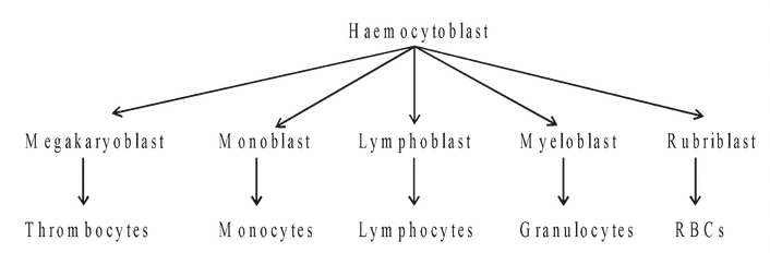 Origin of Blood Cells